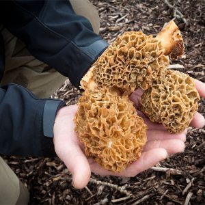 Wildplukken in de natuur onder deskundige begeleiding