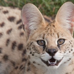 Bezoek dierentuin met uniek kijkje achter de schermen