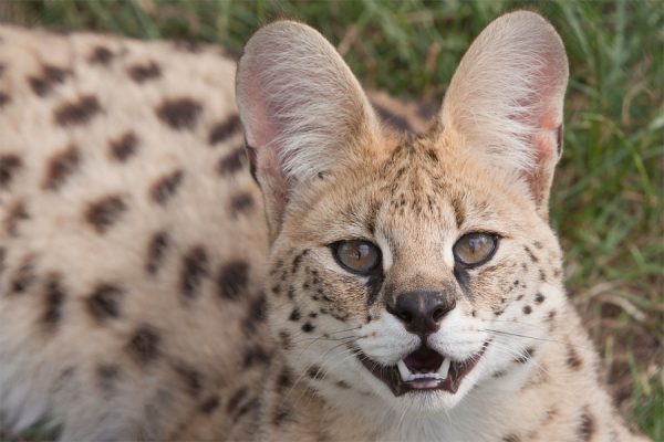 Bezoek dierentuin met uniek kijkje achter de schermen